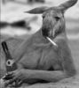 drunk_kangaroo.jpg