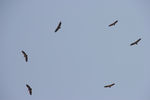 vultures.jpg